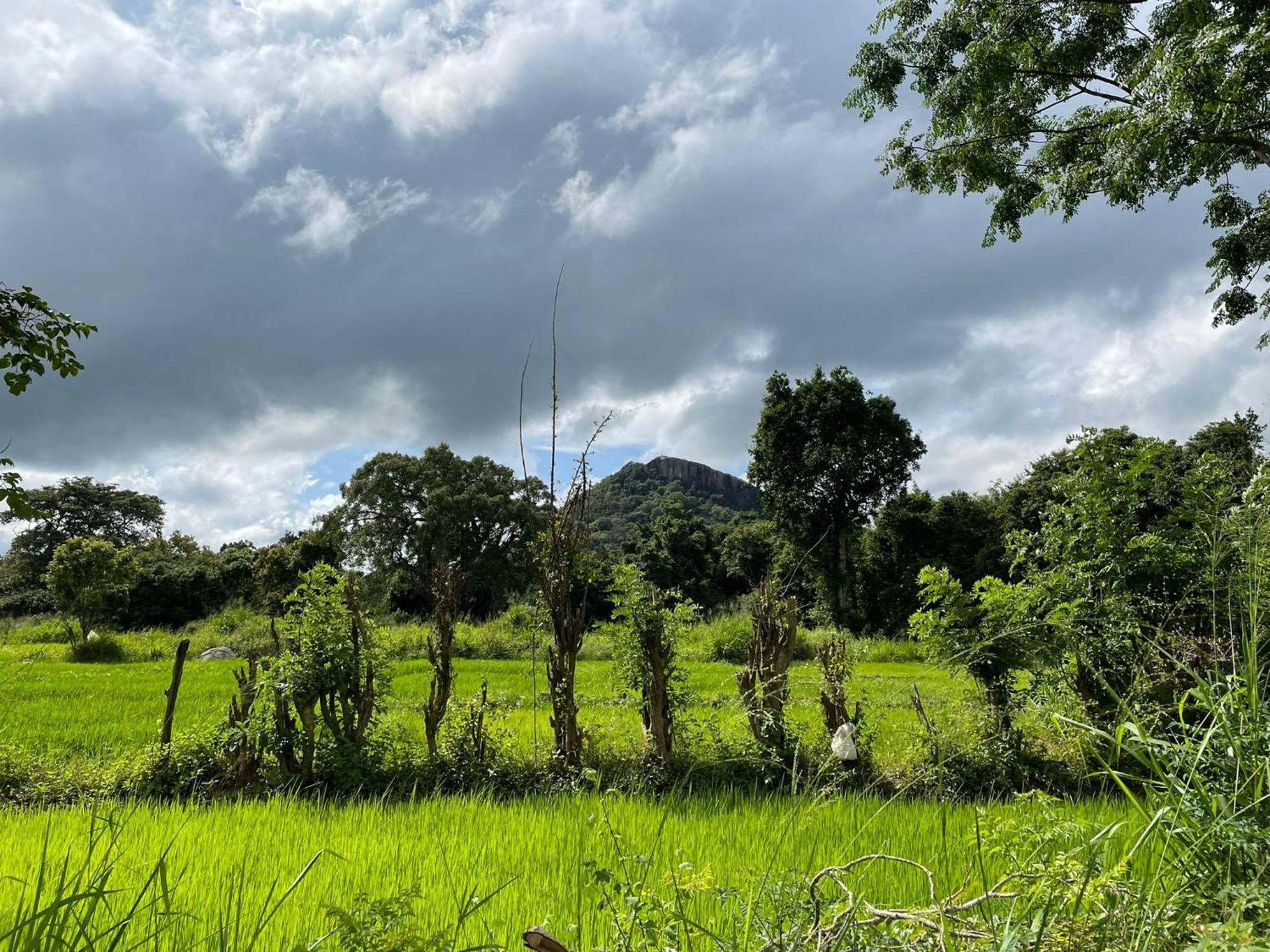 Thilina Homestay Sigiriya Zimmer foto